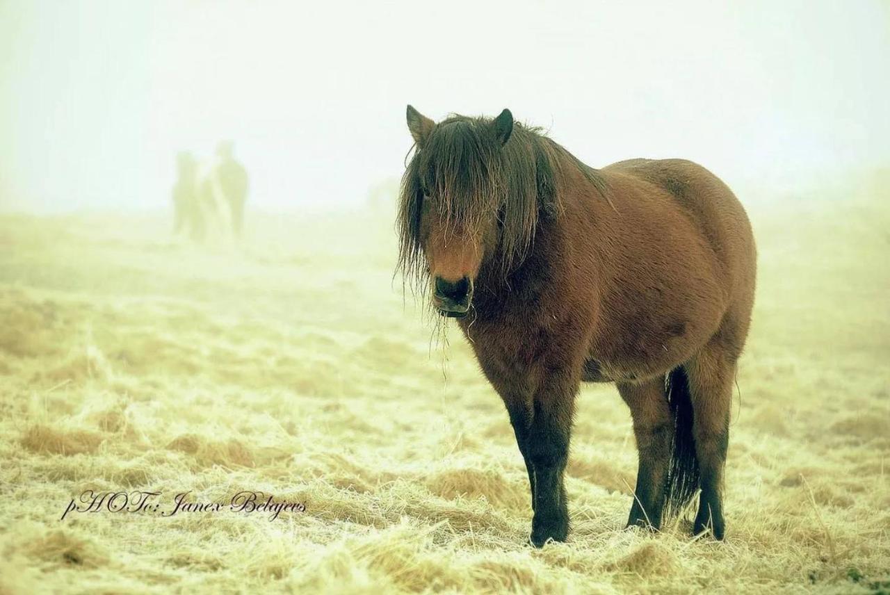 Efri-Gegnisholar Hotell Selfoss Exteriör bild